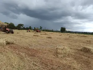Quality Hay Bhoma Rhodes