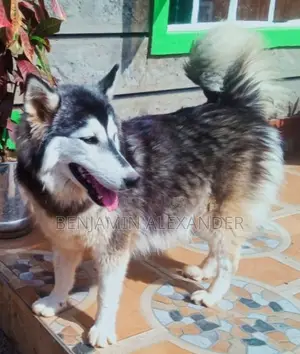 6-12 months Female Purebred Siberian Husky