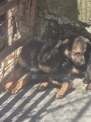 1-3 months Male Purebred German Shepherd