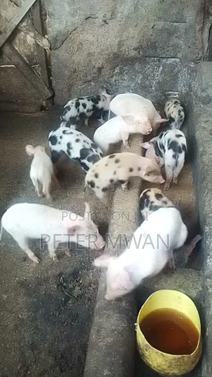 Duroc 12 Piglets 3300sh Each Kiambu Ndumberi