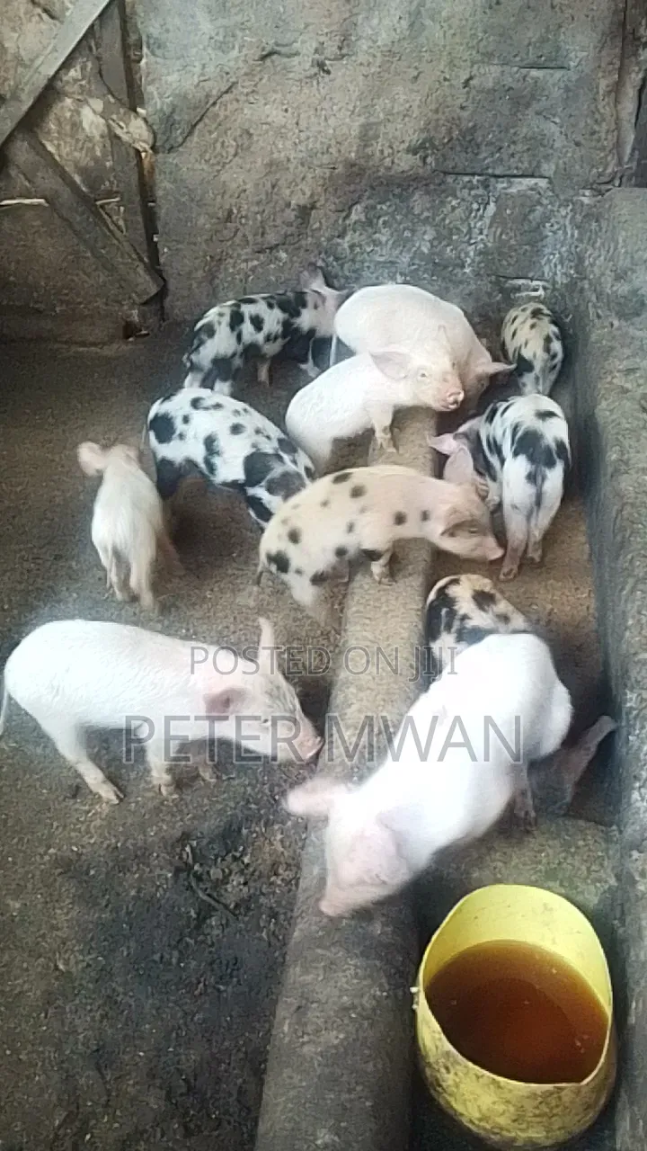 Duroc 12 Piglets 2800sh Each Kiambu Ndumberi
