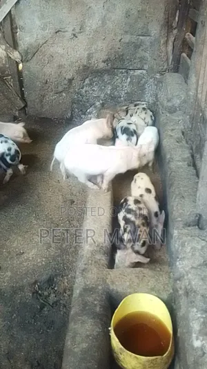 Duroc 12 Piglets 2800sh Each Kiambu Ndumberi