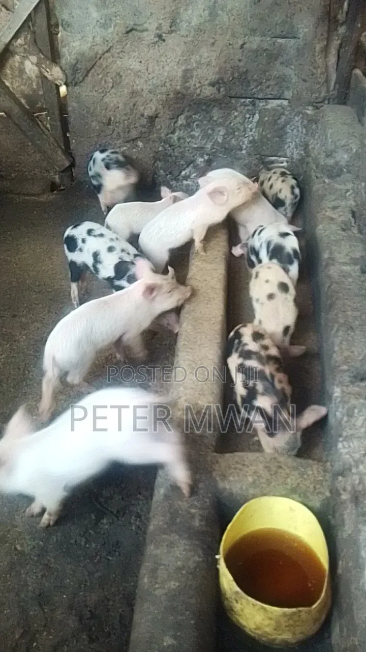 Duroc 12 Piglets 2800sh Each Kiambu Ndumberi
