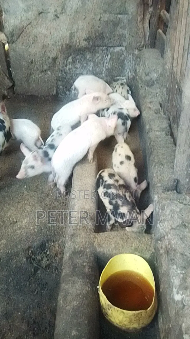 Duroc 12 Piglets 2800sh Each Kiambu Ndumberi