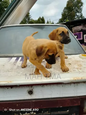 6-12 months Female Purebred Boerboel