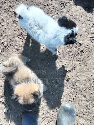 1-3 months Male Mixed Breed Maltese Shih Tzu
