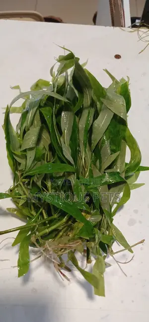 Aquarium Live Plants