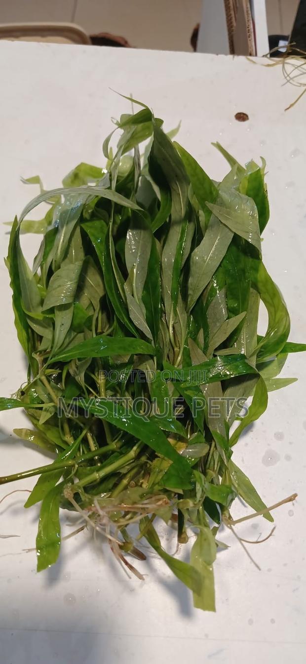 Aquarium Live Plants