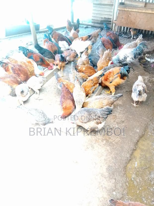 Kienyeji Chicken