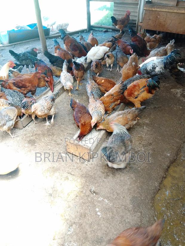 Kienyeji Chicken - thumbnail 2