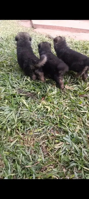 1-3 months Male Purebred German Shepherd