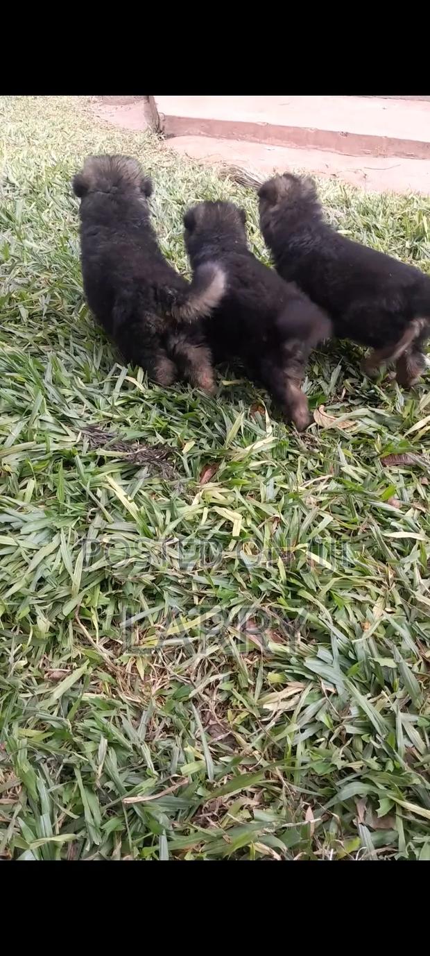 1-3 months Male Purebred German Shepherd