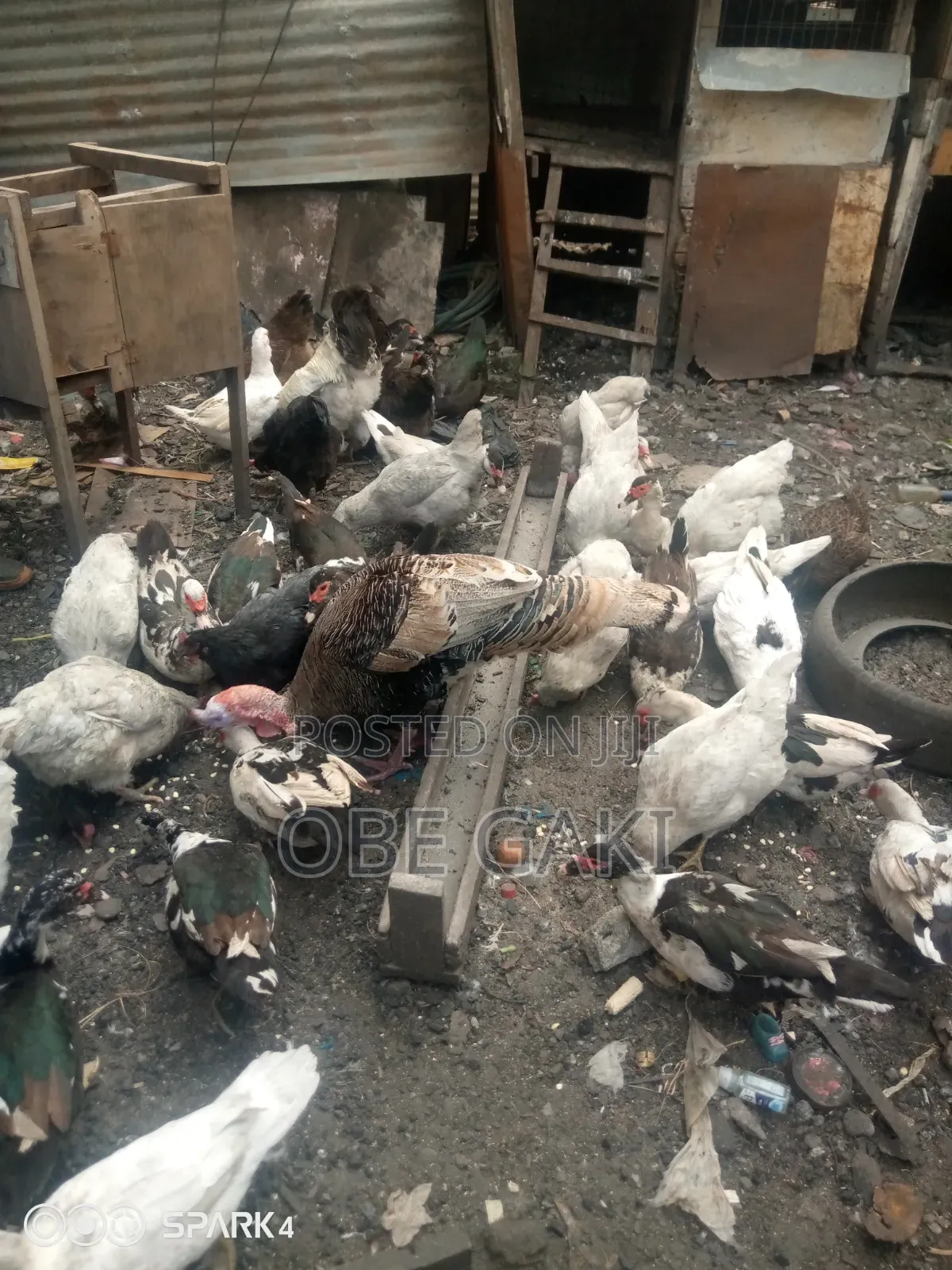 Muscovy Ducks