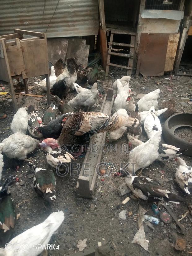 Muscovy Ducks
