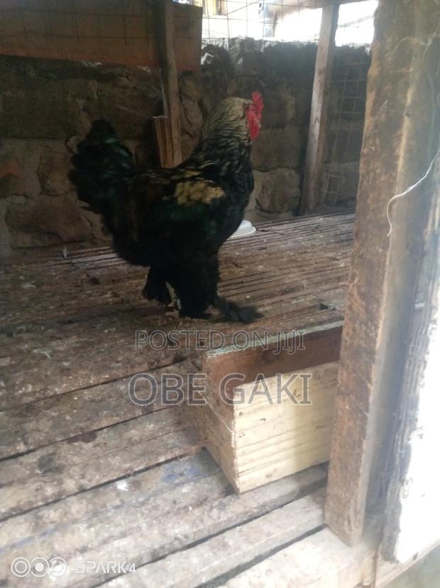 Brahma Cockerels