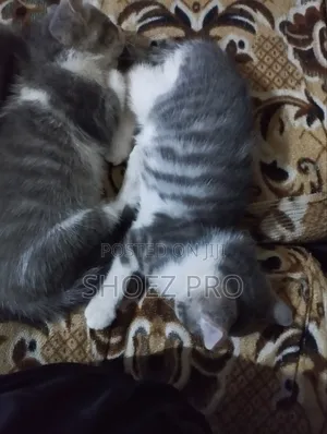 1-3 months Male Mixed Breed Cat