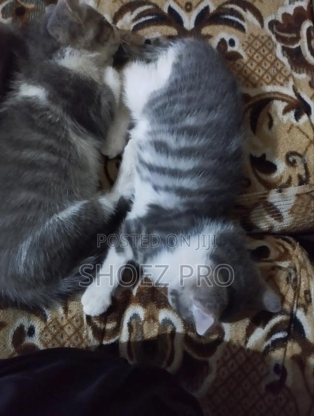 1-3 months Male Mixed Breed Cat