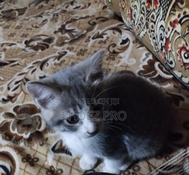 1-3 months Male Mixed Breed Cat - thumbnail 2