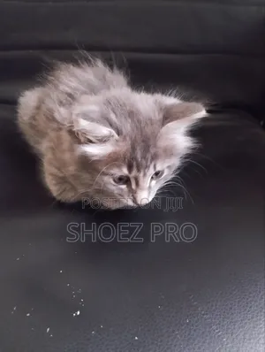 1-3 months Male Mixed Breed Cat