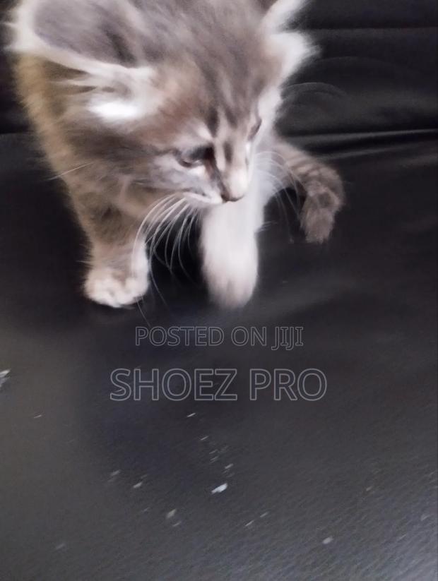 1-3 months Male Mixed Breed Cat - thumbnail 2