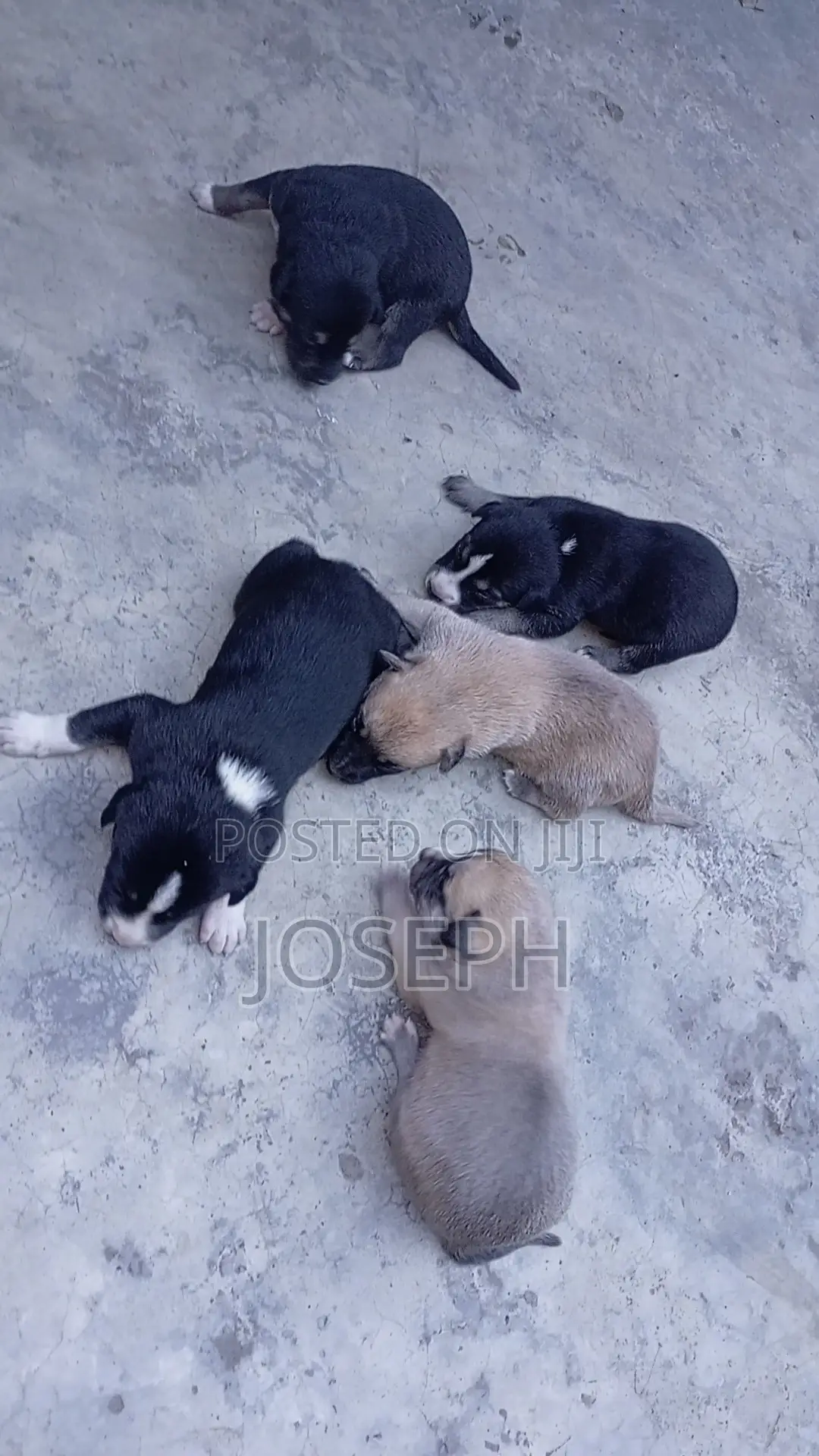 3-6 months Male Mixed Breed Mongrel (No Breed)