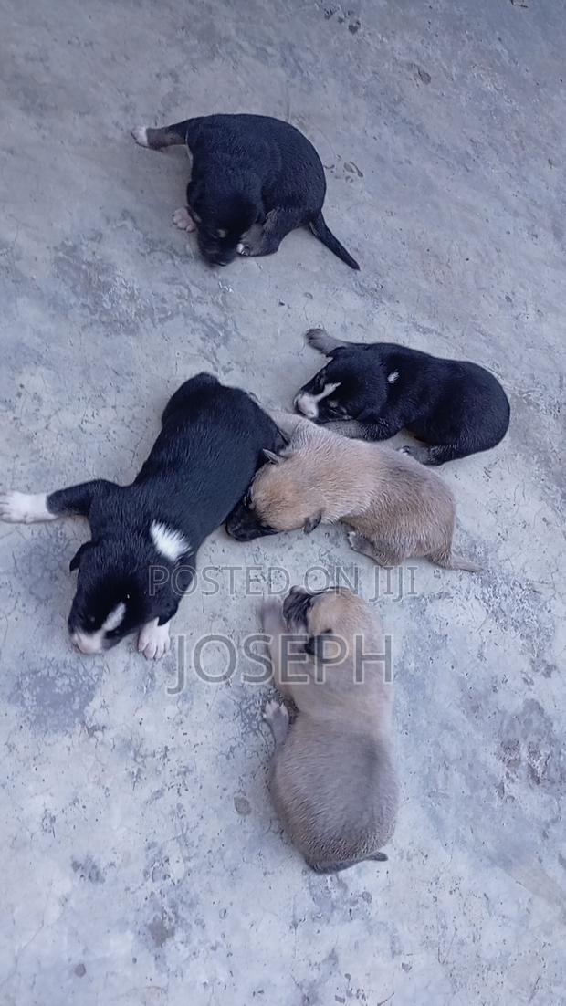 3-6 months Male Mixed Breed Mongrel (No Breed)