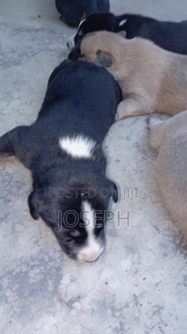 3-6 months Male Mixed Breed Mongrel (No Breed) - thumbnail 2