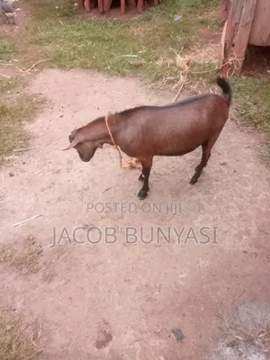 Maradi Goat