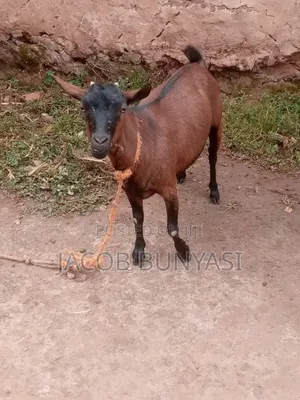 Maradi Goat