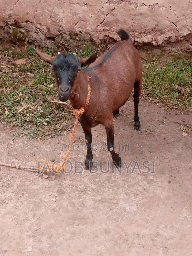 Maradi Goat - thumbnail 2
