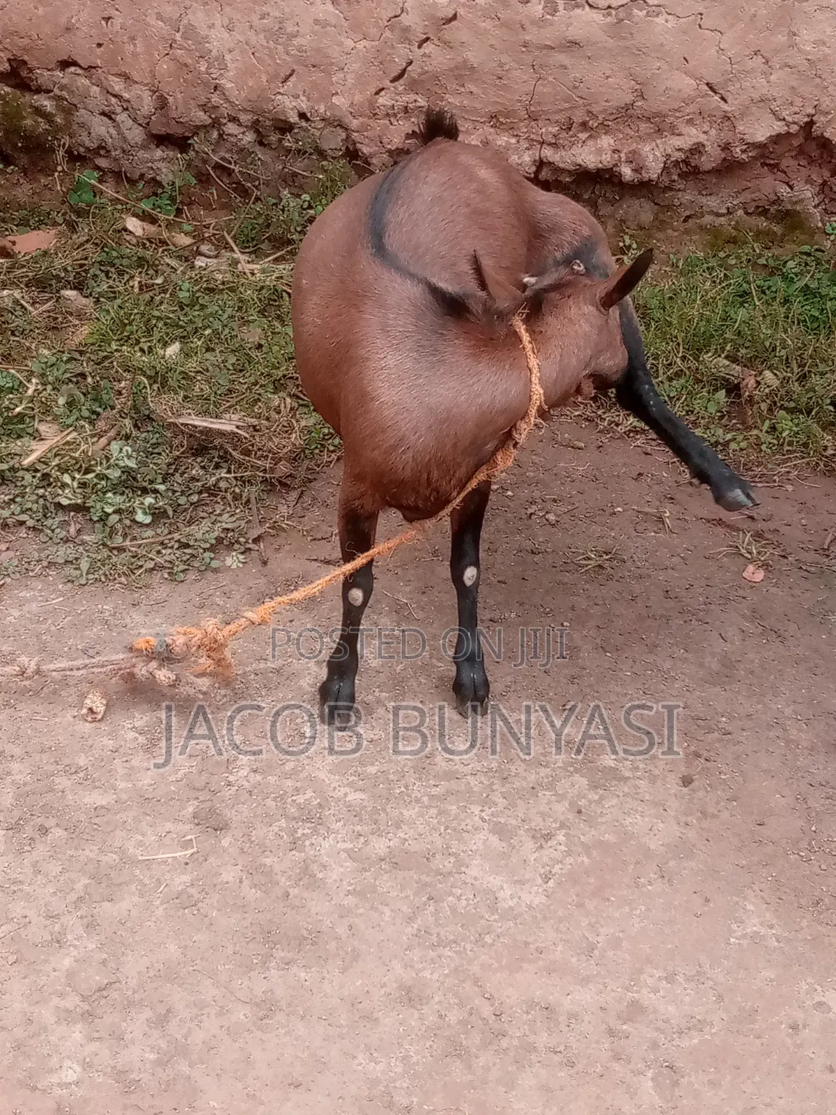 Maradi Goat