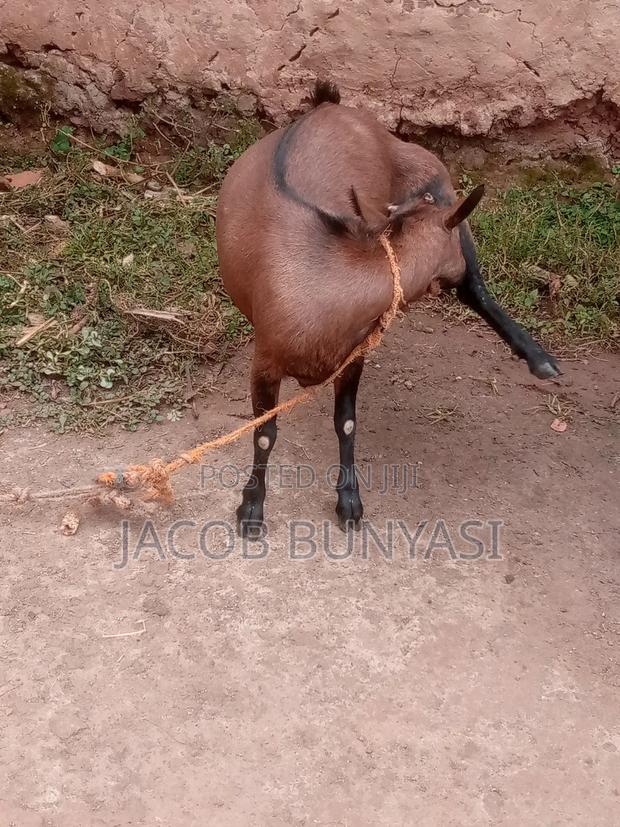 Maradi Goat - thumbnail 3