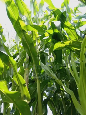 Maize Silage For Cattle