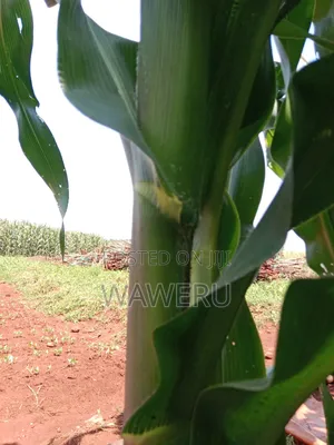 Maize Silage For Cattle