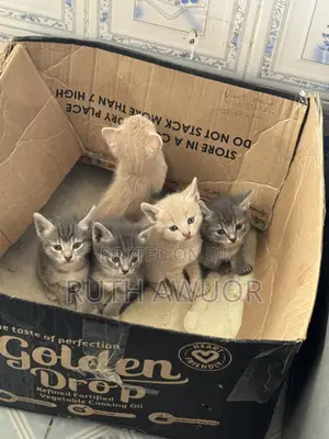 1-3 months Female Mixed Breed Tabby