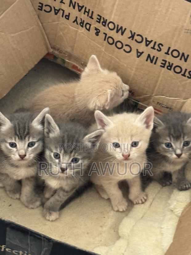 1-3 months Female Mixed Breed Tabby - thumbnail 5