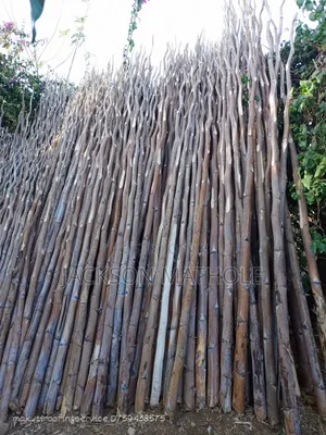 Makonge ( Sisal Poles) for Sale