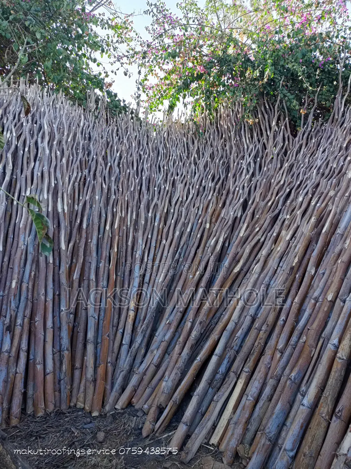 Makonge ( Sisal Poles) for Sale