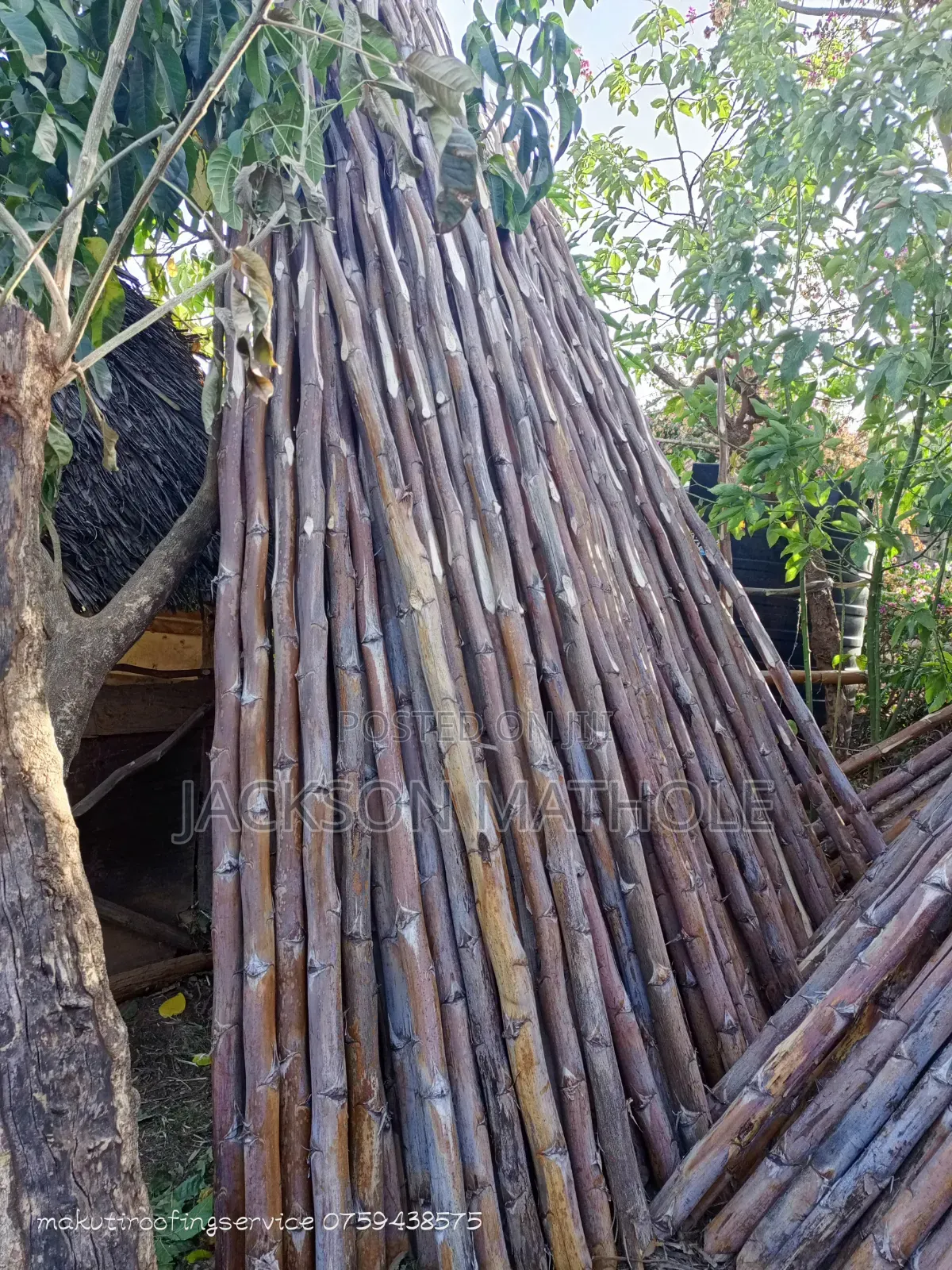 Makonge ( Sisal Poles) for Sale