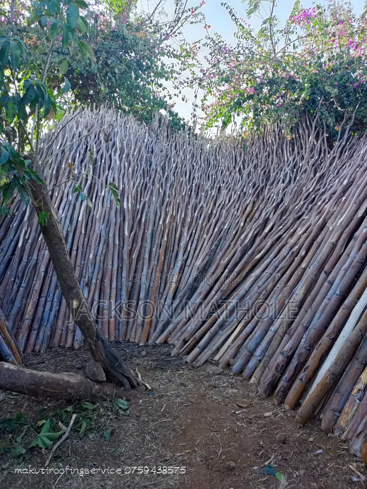 Makonge ( Sisal Poles) for Sale