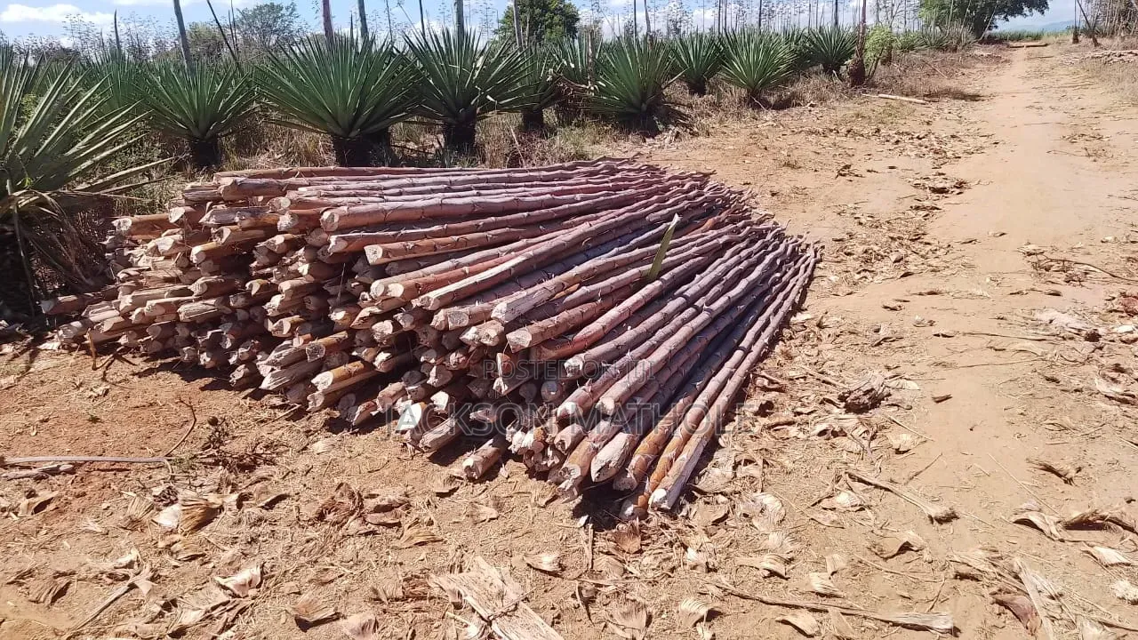 Makonge ( Sisal Poles) for Sale
