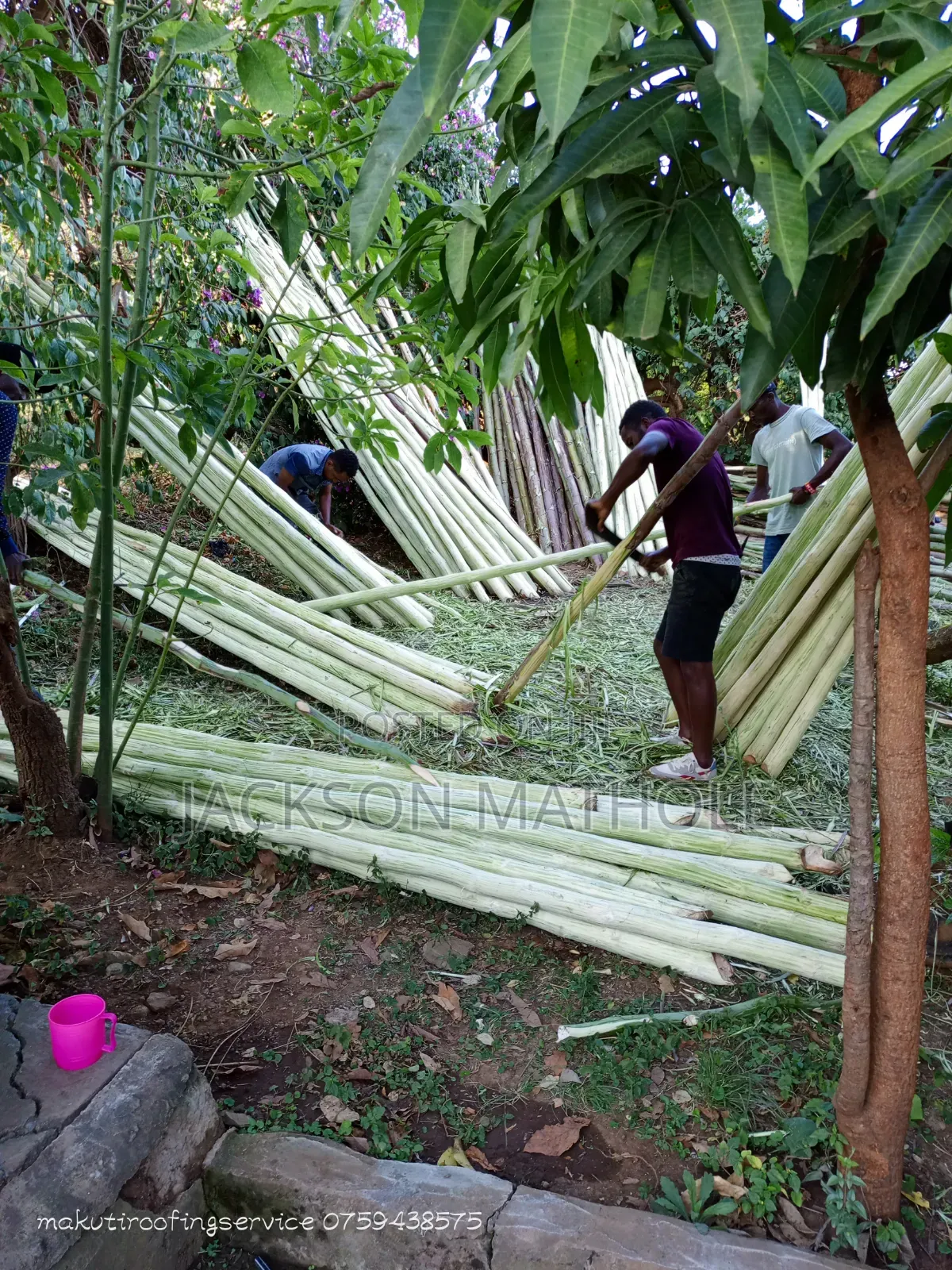 Makonge ( Sisal Poles) for Sale