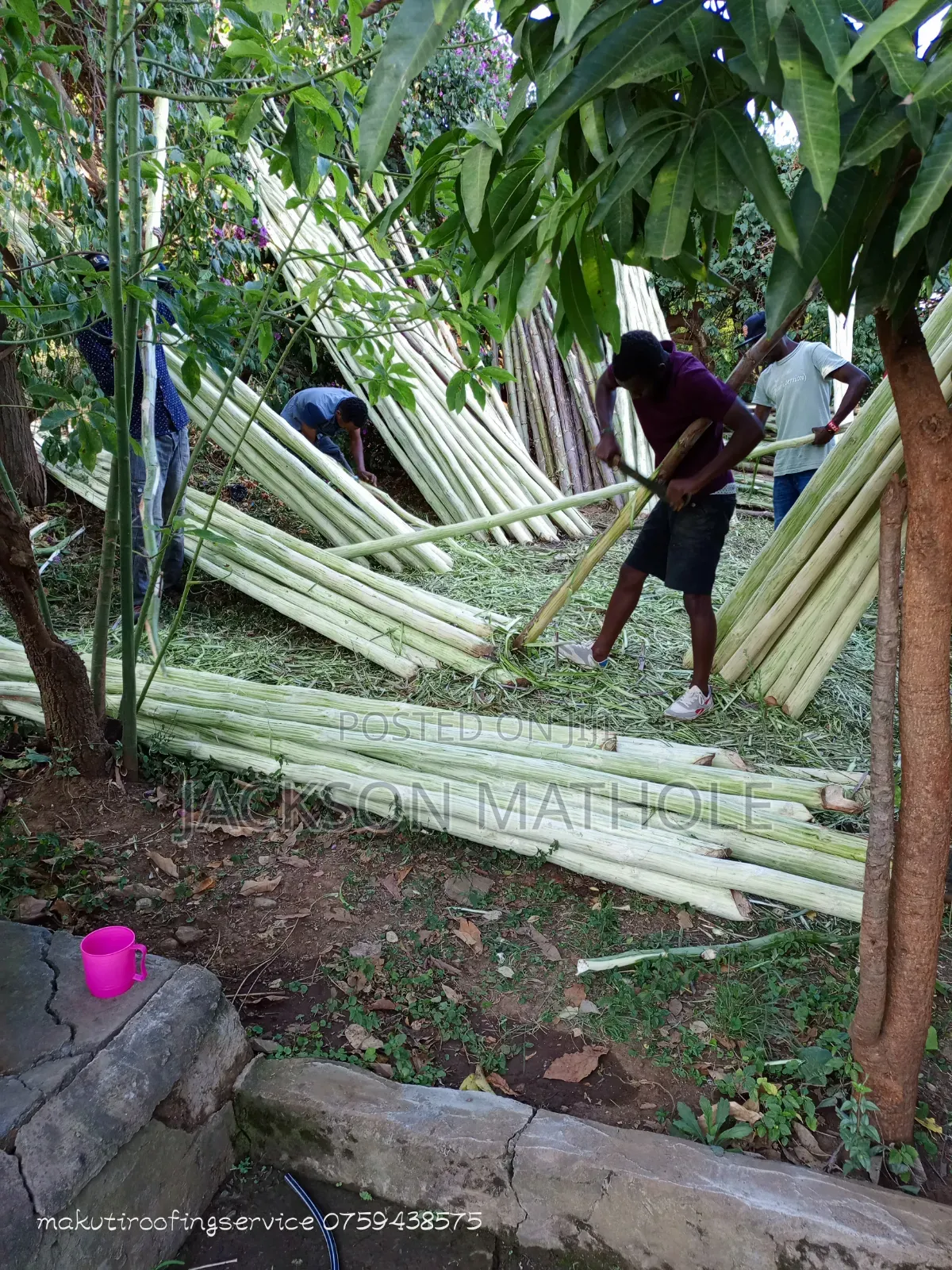 Makonge ( Sisal Poles) for Sale