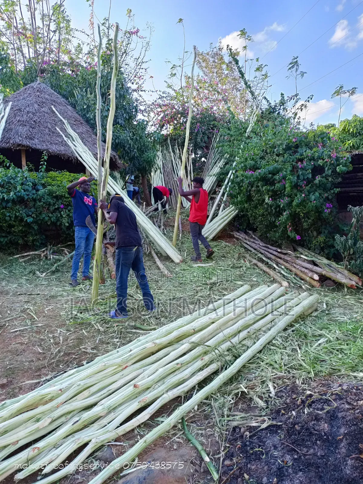 Makonge ( Sisal Poles) for Sale