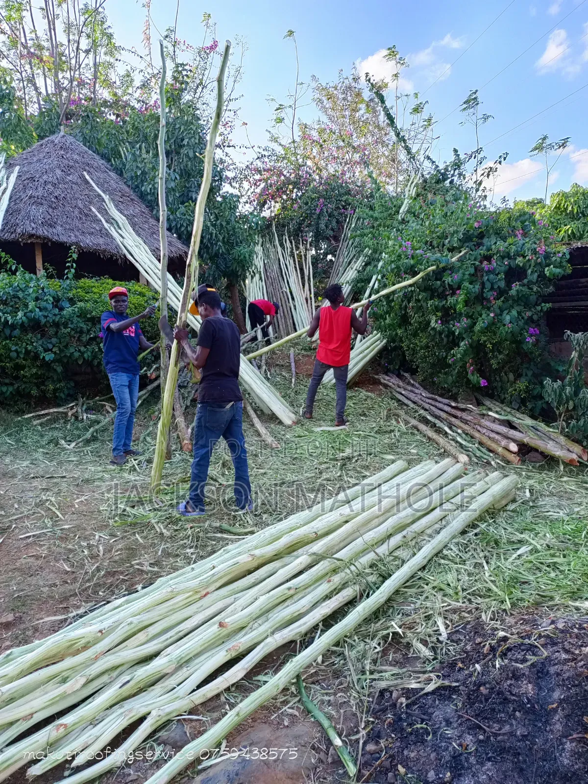 Makonge ( Sisal Poles) for Sale