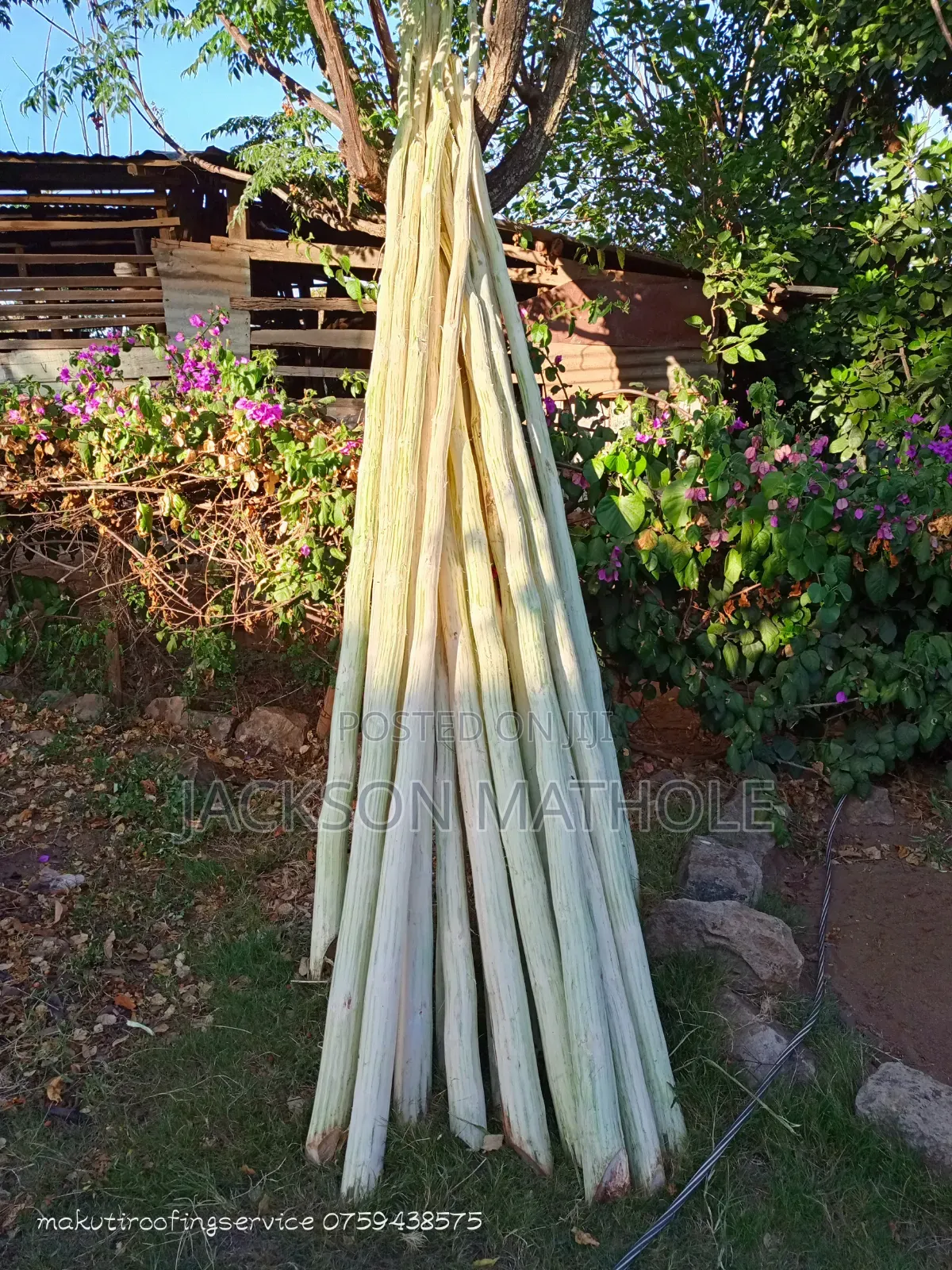 Makonge ( Sisal Poles) for Sale