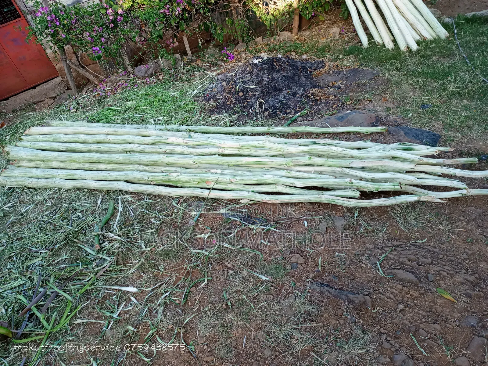 Makonge ( Sisal Poles) for Sale
