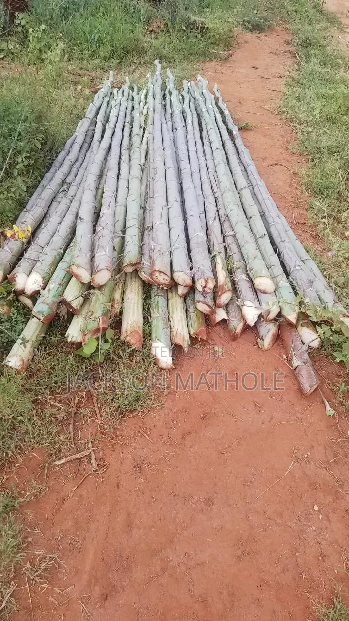 Makonge ( Sisal Poles) for Sale