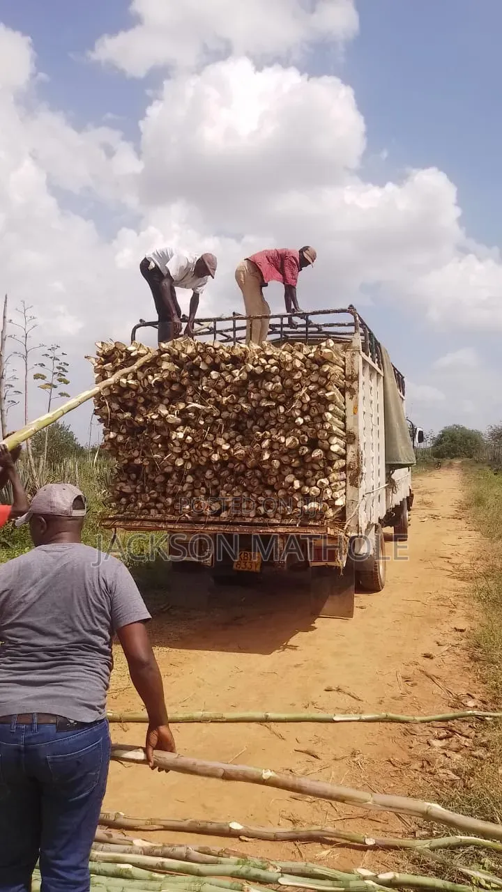 Makonge ( Sisal Poles) for Sale