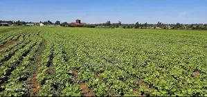 Commercial/Residential Plots for Sale in Marura Eldoret
